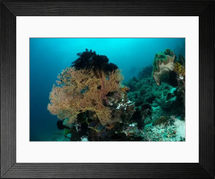 Framed Print : Reefscape - Bangka Island Framed Print : Reefscape - Bangka Island