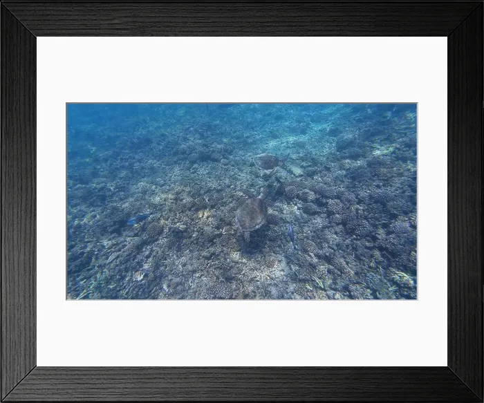 Framed Print : Photography of fish, turtle and corals in Oman near Muscat during spring sunny day Framed Print : Photography of fish, turtle and corals in Oman near Muscat during spring sunny day