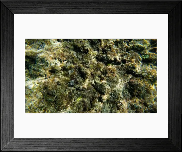 Framed Print : Photography of small crab and corals in Oman near Muscat during spring sunny day Framed Print : Photography of small crab and corals in Oman near Muscat during spring sunny day
