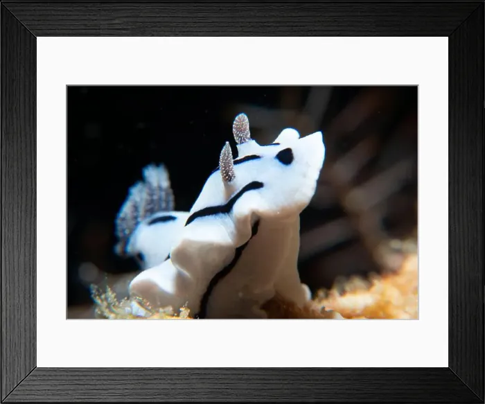 Framed Print : Macro life - Bangka Island Framed Print : Macro life - Bangka Island