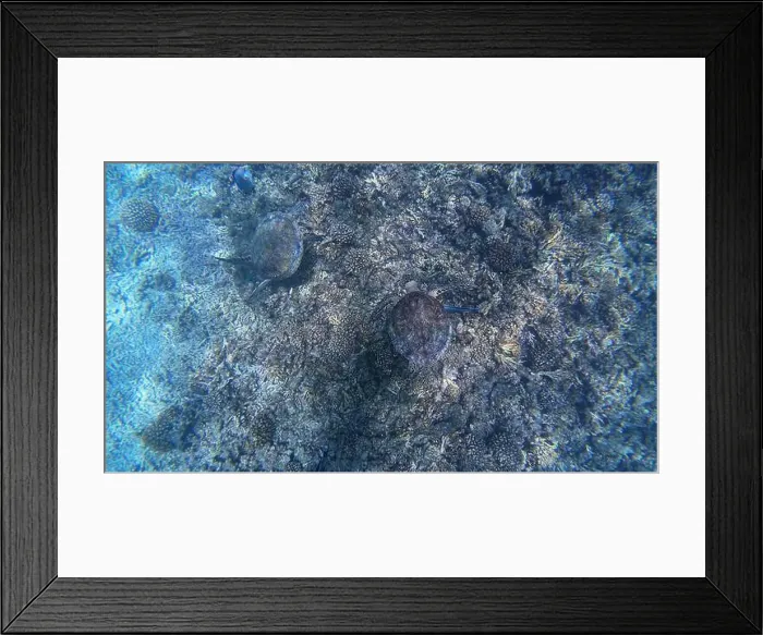 Framed Print : Photography of fish, turtles and corals in Oman near Muscat during spring sunny day Framed Print : Photography of fish, turtles and corals in Oman near Muscat during spring sunny day