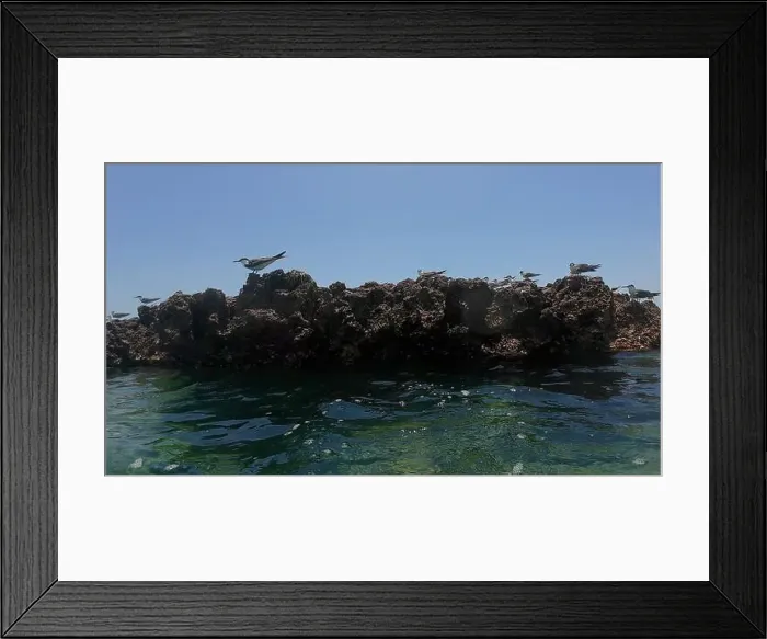 Framed Print : Photography small rock island with birds in Oman near Muscat during spring sunny day Framed Print : Photography small rock island with birds in Oman near Muscat during spring sunny day