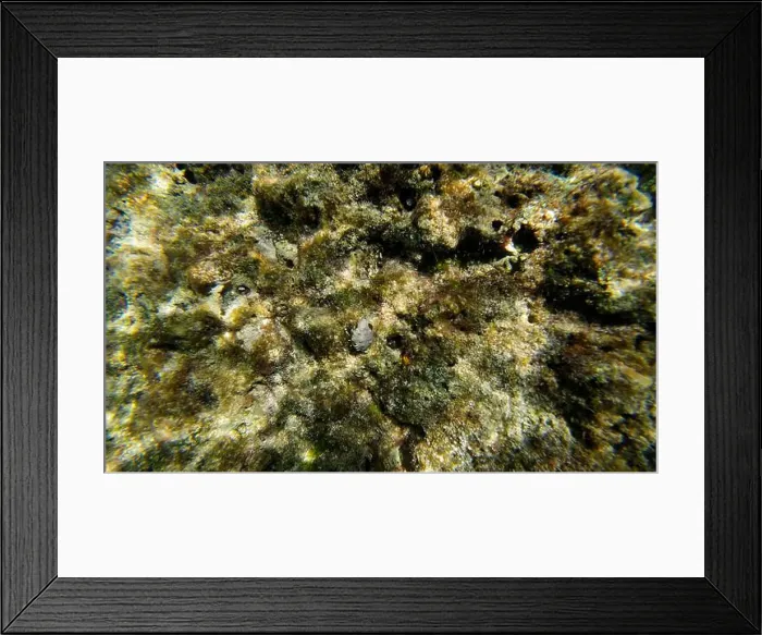 Framed Print : Photography of small crab and corals in Oman near Muscat during spring sunny day Framed Print : Photography of small crab and corals in Oman near Muscat during spring sunny day
