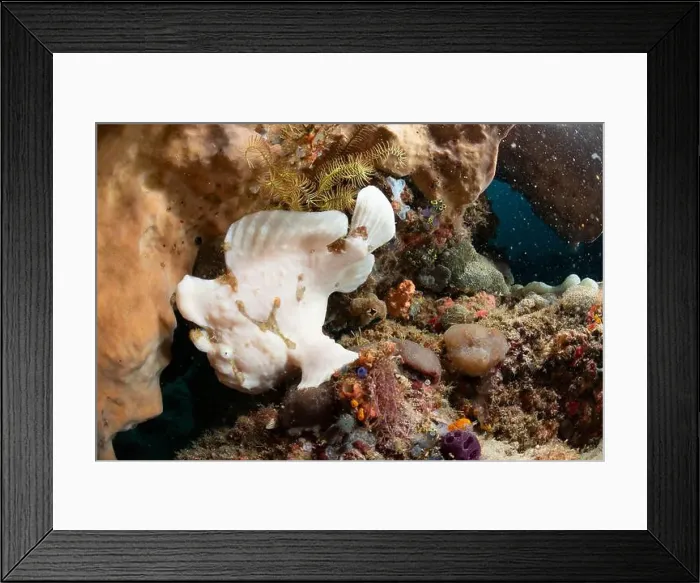 Framed Print : Reefscape - Bangka Island Framed Print : Reefscape - Bangka Island