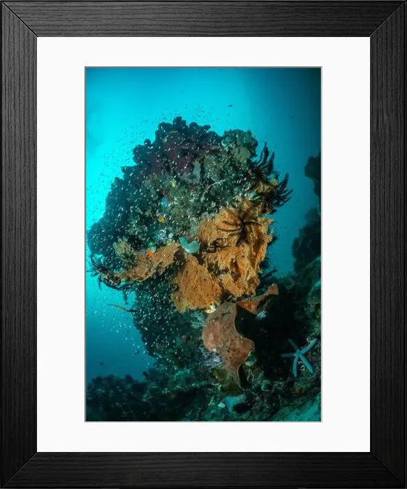 Framed Print : Reefscape - Bangka Island Framed Print : Reefscape - Bangka Island