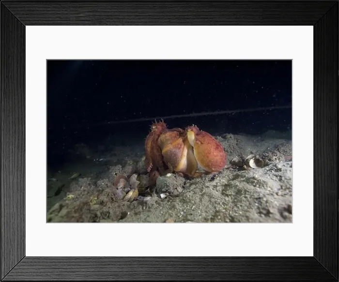 Framed Print : Two pale octopus mating Framed Print : Two pale octopus mating