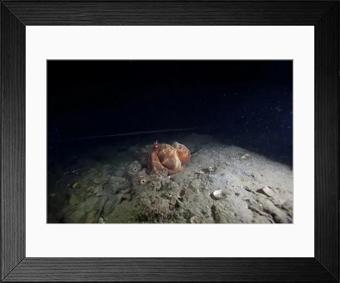 Framed Print : Two Pale octopus mating