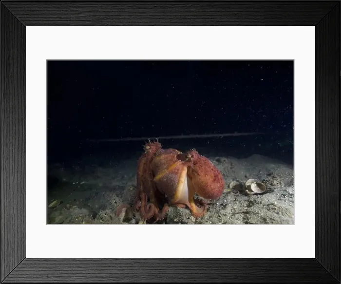 Framed Print : Two Pale octopus mating