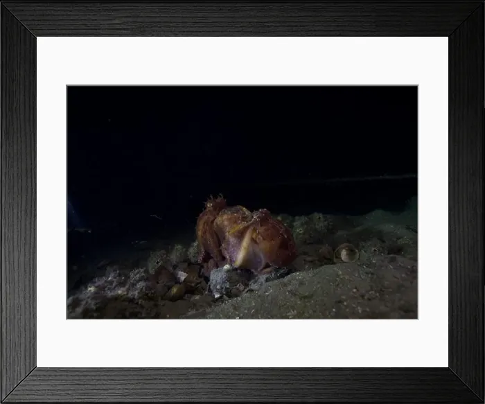 Framed Print : Two pale Octopus breeding on outer reef of pier Framed Print : Two pale Octopus breeding on outer reef of pier