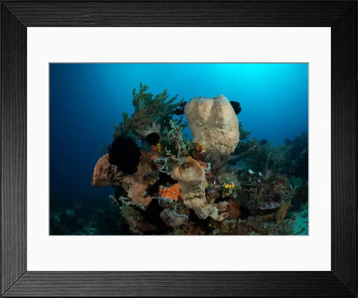 Framed Print : Reefscape - Bangka Island Framed Print : Reefscape - Bangka Island