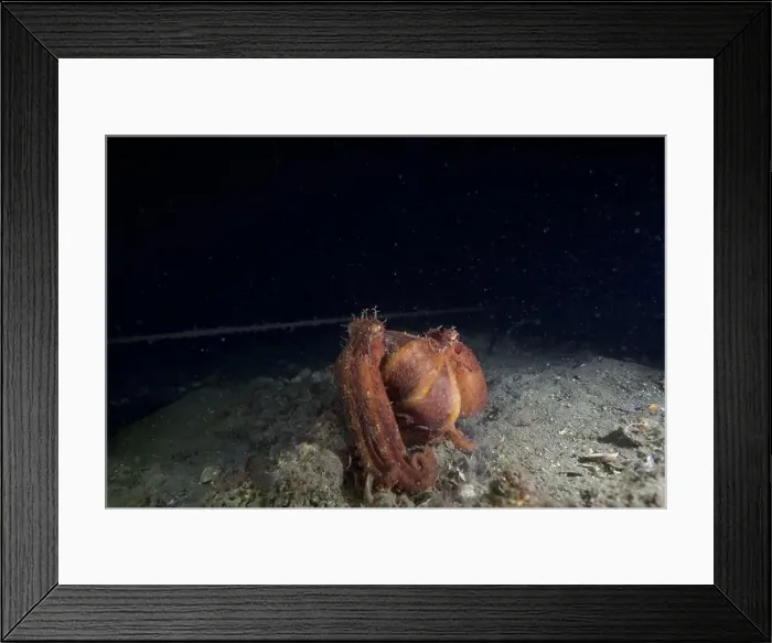 Framed Print : Two Pale octopus mating