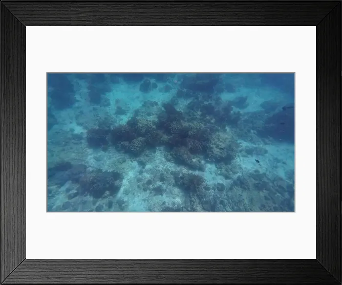 Framed Print : Photography of fish and corals in Oman near Muscat during spring sunny day Framed Print : Photography of fish and corals in Oman near Muscat during spring sunny day