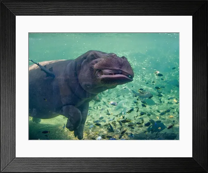 Framed Print : Hippopotamus in the aquarium walking on the bottom of the aquarium Framed Print : Hippopotamus in the aquarium walking on the bottom of the aquarium