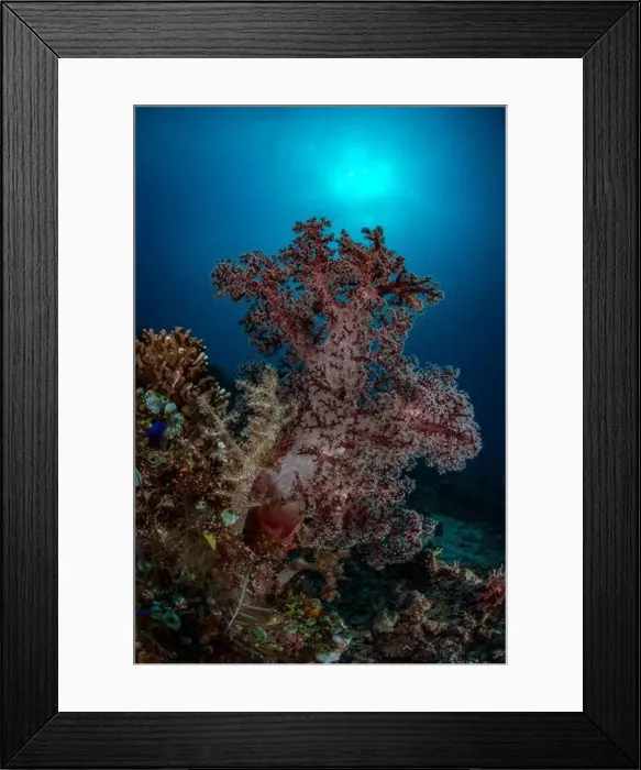 Framed Print : Reefscape - Bangka Island Framed Print : Reefscape - Bangka Island