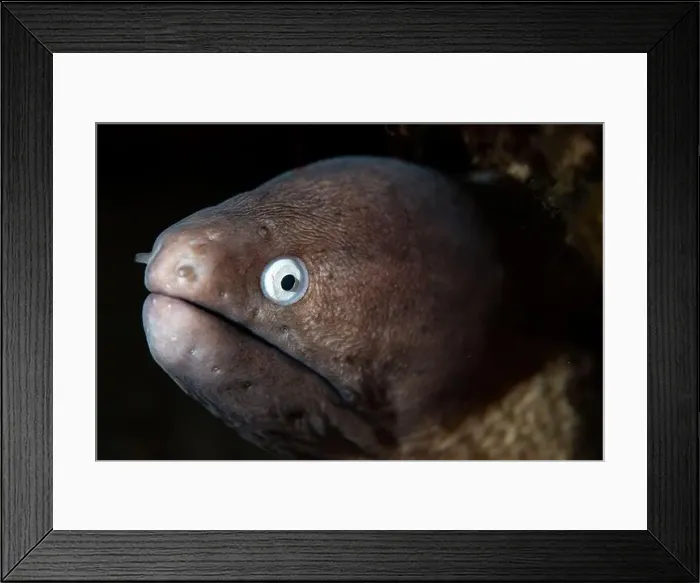 Framed Print : Macro life - Bangka Framed Print : Macro life - Bangka