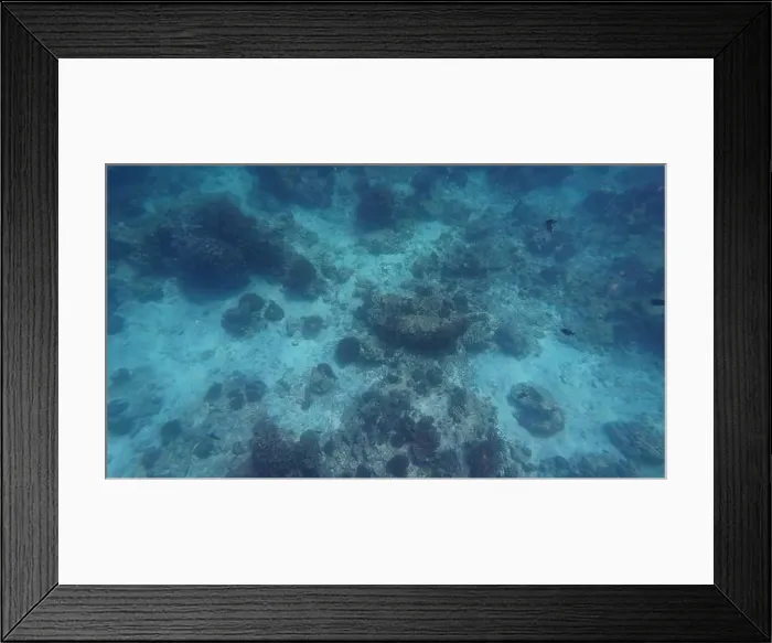 Framed Print : Photography of fish and corals in Oman near Muscat during spring sunny day Framed Print : Photography of fish and corals in Oman near Muscat during spring sunny day