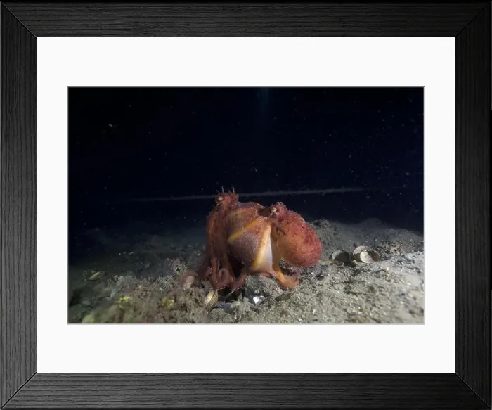 Framed Print : Two Pale octopus mating Framed Print : Two Pale octopus mating
