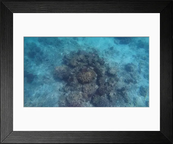 Framed Print : Photography of fish and corals in Oman near Muscat during spring sunny day