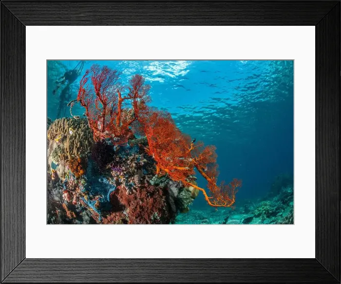 Framed Print : Reefscape - Bangka Island Framed Print : Reefscape - Bangka Island