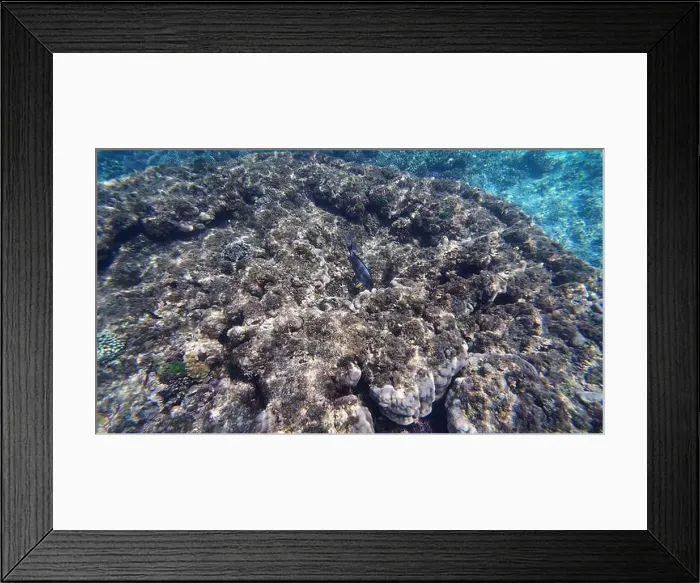Framed Print : Photography of fish and corals in Oman near Muscat during spring sunny day Framed Print : Photography of fish and corals in Oman near Muscat during spring sunny day