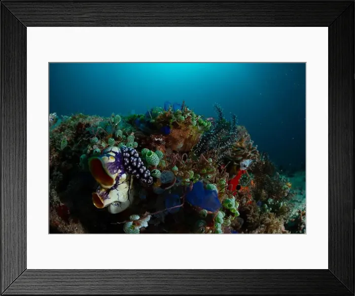 Framed Print : Reefscape - Bangka Island Framed Print : Reefscape - Bangka Island