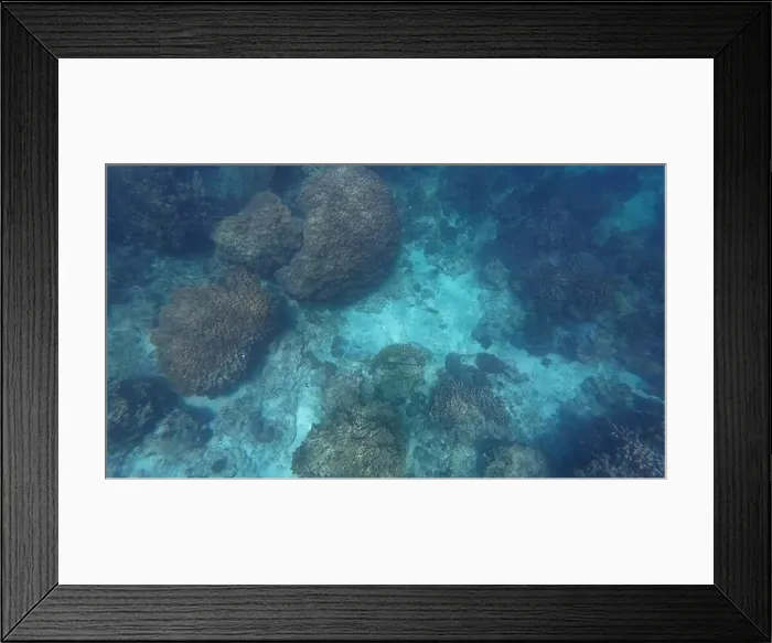 Framed Print : Photography of fish and corals in Oman near Muscat during spring sunny day Framed Print : Photography of fish and corals in Oman near Muscat during spring sunny day