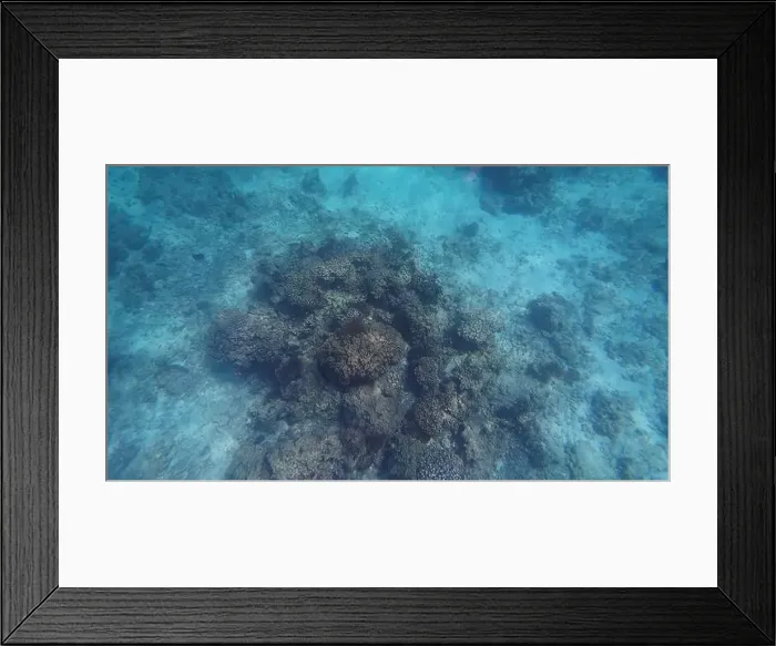 Framed Print : Photography of fish and corals in Oman near Muscat during spring sunny day Framed Print : Photography of fish and corals in Oman near Muscat during spring sunny day