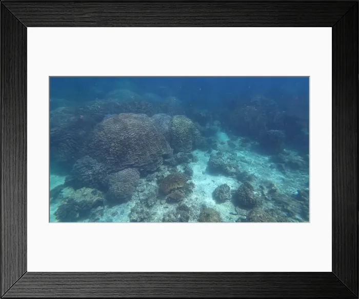 Framed Print : Photography of fish and corals in Oman near Muscat during spring sunny day