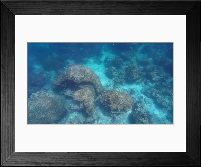 Framed Print : Photography of fish and corals in Oman near Muscat during spring sunny day Framed Print : Photography of fish and corals in Oman near Muscat during spring sunny day