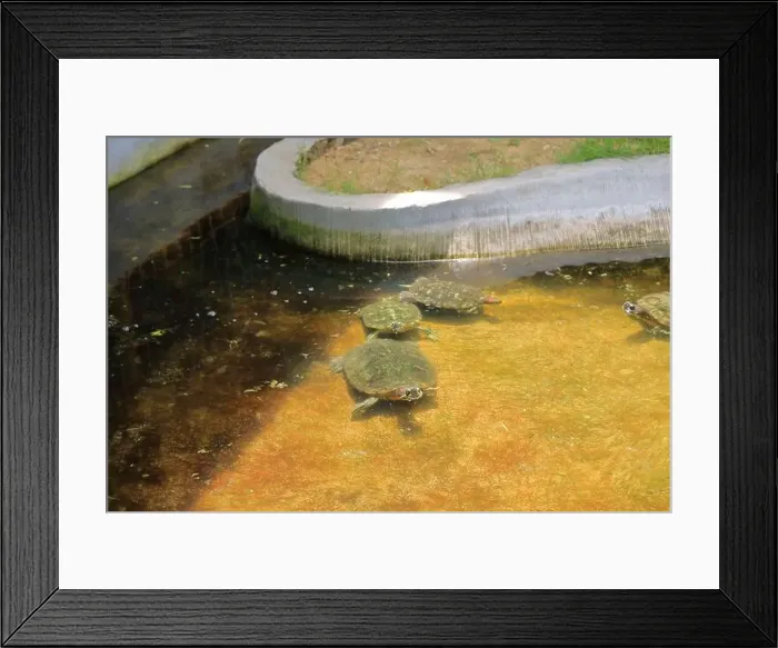 Framed Print : Turtles in the Sea Turtle Conservation and Education Center in Serangan, Denpasar, Bali in Indonesia Framed Print : Turtles in the Sea Turtle Conservation and Education Center in Serangan, Denpasar, Bali in Indonesia