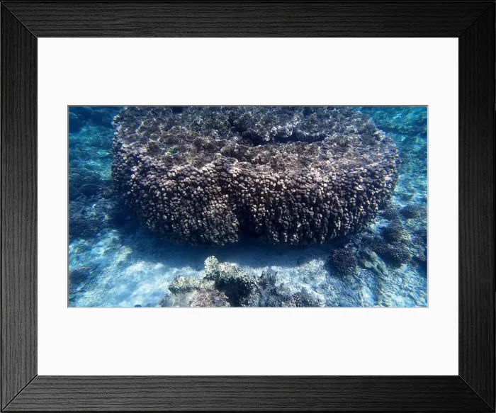 Framed Print : Photography of fish and corals in Oman near Muscat during spring sunny day Framed Print : Photography of fish and corals in Oman near Muscat during spring sunny day