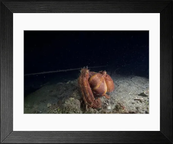 Framed Print : Two Pale octopus mating Framed Print : Two Pale octopus mating