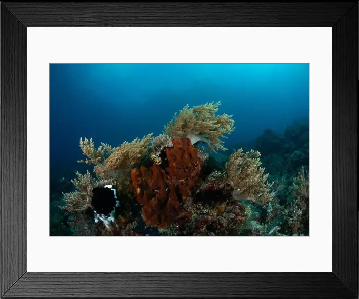 Framed Print : Reefscape - Bangka Island Framed Print : Reefscape - Bangka Island