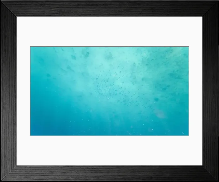 Framed Print : Photography of fish and corals in Oman near Muscat during spring sunny day Framed Print : Photography of fish and corals in Oman near Muscat during spring sunny day