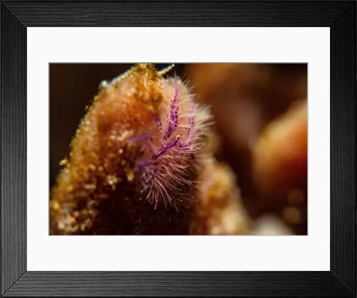 Framed Print : Macro life - Bangka Framed Print : Macro life - Bangka