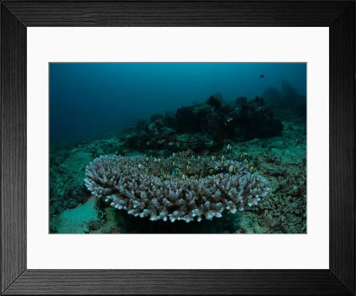 Framed Print : Reefscape - Bangka Island Framed Print : Reefscape - Bangka Island