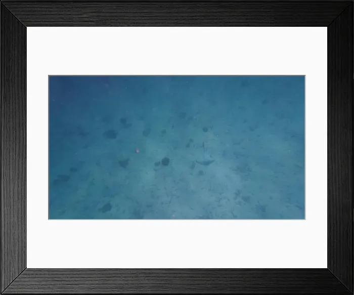 Framed Print : Photography of fish and corals in Oman near Muscat during spring sunny day Framed Print : Photography of fish and corals in Oman near Muscat during spring sunny day