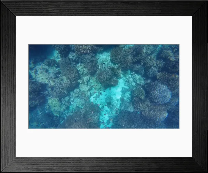 Framed Print : Photography of fish and corals in Oman near Muscat during spring sunny day Framed Print : Photography of fish and corals in Oman near Muscat during spring sunny day