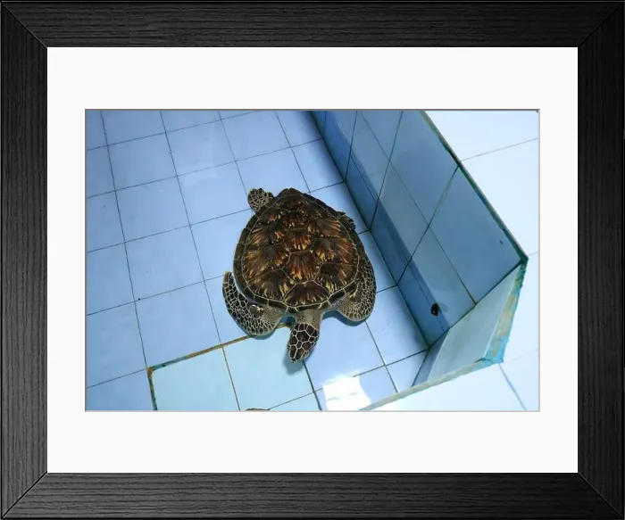 Framed Print : Turtles in the Sea Turtle Conservation and Education Center in Serangan, Denpasar, Bali in Indonesia Framed Print : Turtles in the Sea Turtle Conservation and Education Center in Serangan, Denpasar, Bali in Indonesia
