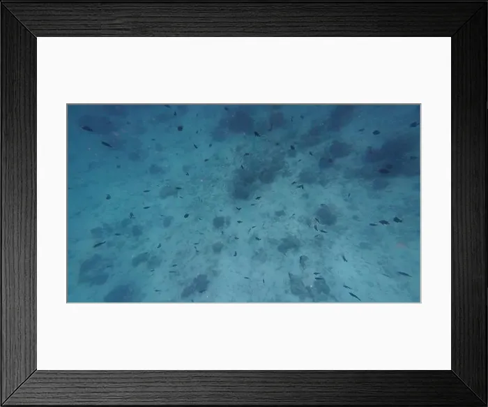 Framed Print : Photography of fish and corals in Oman near Muscat during spring sunny day Framed Print : Photography of fish and corals in Oman near Muscat during spring sunny day