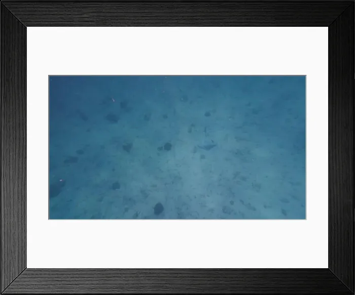 Framed Print : Photography of fish and corals in Oman near Muscat during spring sunny day Framed Print : Photography of fish and corals in Oman near Muscat during spring sunny day