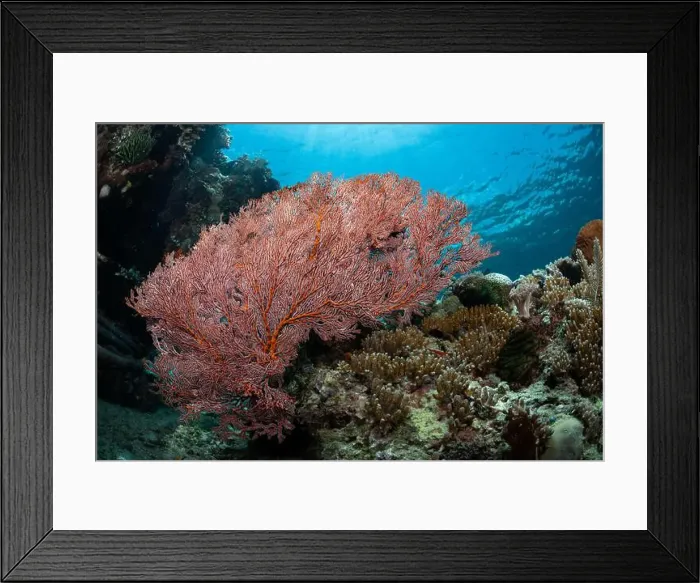 Framed Print : Reefscape - Bangka Island Framed Print : Reefscape - Bangka Island