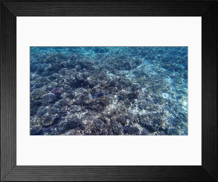Framed Print : Photography of fish and corals in Oman near Muscat during spring sunny day Framed Print : Photography of fish and corals in Oman near Muscat during spring sunny day