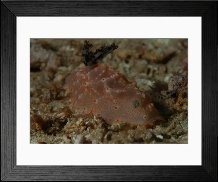 Framed Print : Macro life - Bangka Framed Print : Macro life - Bangka
