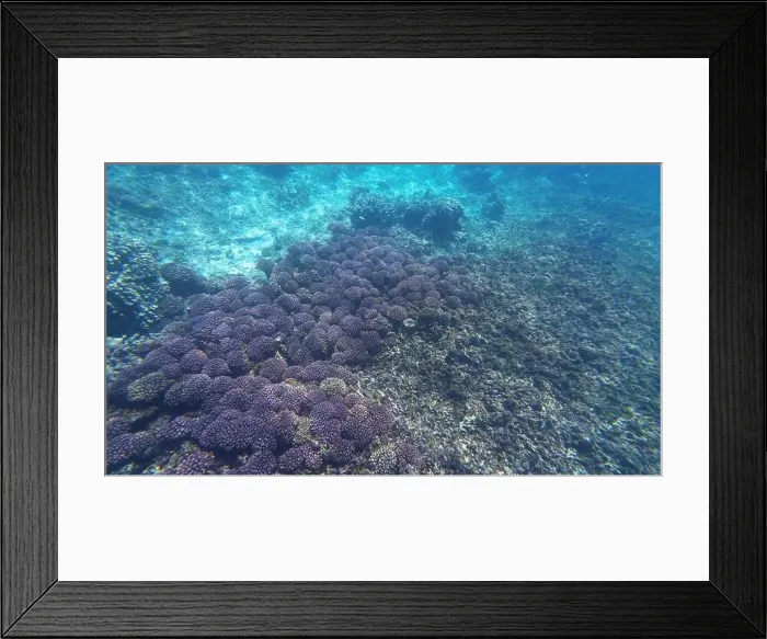 Framed Print : Photography of fish and corals in Oman near Muscat during spring sunny day Framed Print : Photography of fish and corals in Oman near Muscat during spring sunny day
