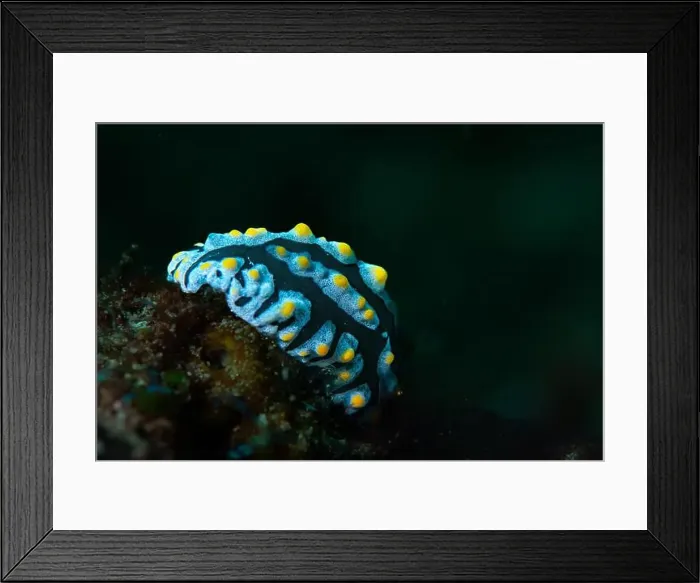 Framed Print : Macro life - Bangka Framed Print : Macro life - Bangka