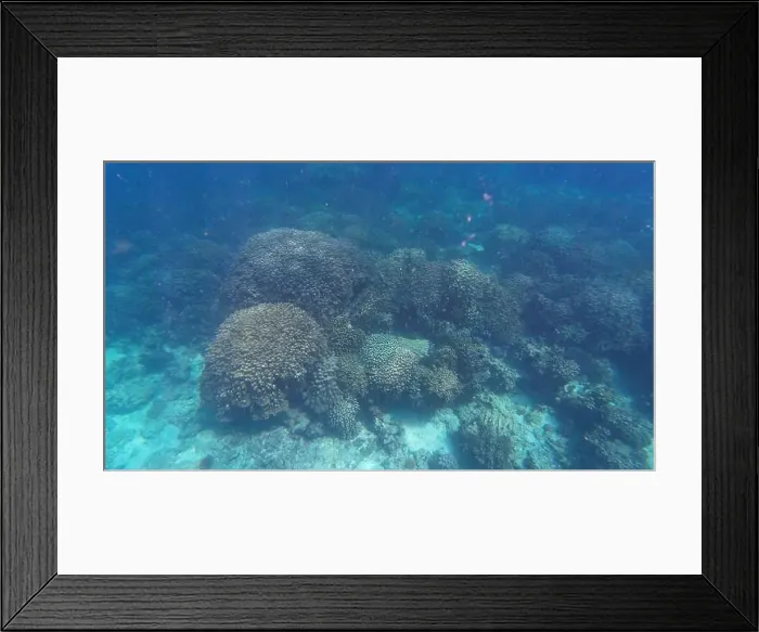 Framed Print : Photography of fish and corals in Oman near Muscat during spring sunny day Framed Print : Photography of fish and corals in Oman near Muscat during spring sunny day
