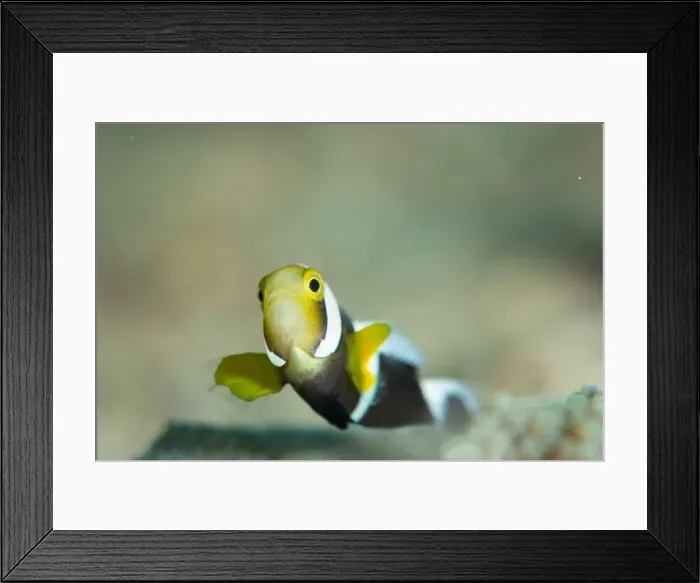 Framed Print : Macro life - Bangka Framed Print : Macro life - Bangka