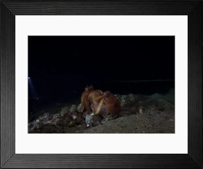 Framed Print : Two pale octopus mating on outer reef Framed Print : Two pale octopus mating on outer reef