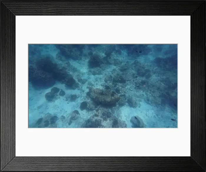 Framed Print : Photography of fish and corals in Oman near Muscat during spring sunny day Framed Print : Photography of fish and corals in Oman near Muscat during spring sunny day